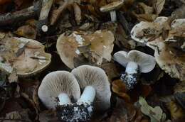 Image of Poisonpies