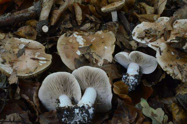 Image of Poisonpies