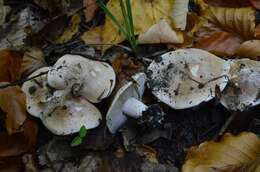 Image of Poisonpies