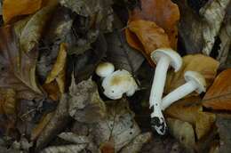 Слика од Hygrophorus unicolor Gröger 1980