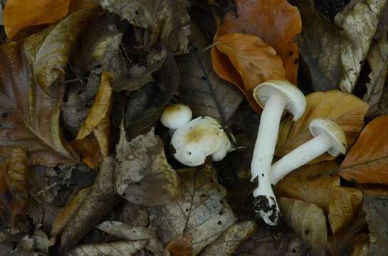 Sivun Hygrophorus unicolor Gröger 1980 kuva