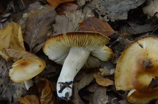 Слика од Hygrophorus unicolor Gröger 1980