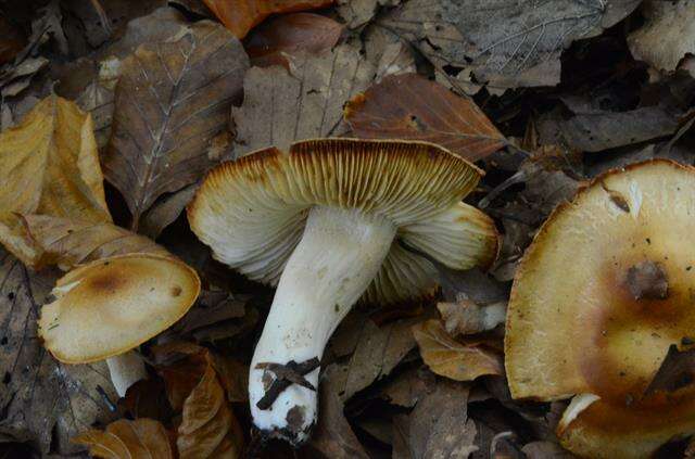 Image of Hygrophorus unicolor Gröger 1980