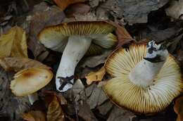 Слика од Hygrophorus unicolor Gröger 1980