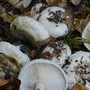 صورة Lactarius pubescens Fr. 1838