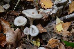 Image of Clitocybe phaeophthalma (Pers.) Kuyper 1981