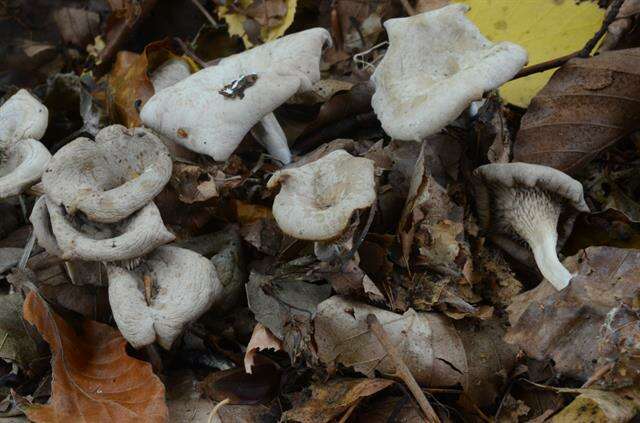 Image of Clitocybe phaeophthalma (Pers.) Kuyper 1981