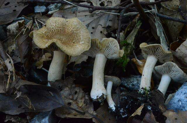 Image of Inocybe flocculosa Sacc. 1887