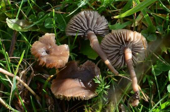 Image of Dermoloma pseudocuneifolium Herink ex Bon 1986