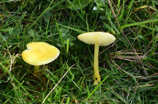 Image of Hygrocybe glutinipes (J. E. Lange) R. Haller Aar. 1956