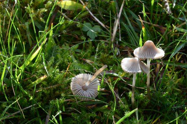 Imagem de Mycena aetites (Fr.) Quél. 1872