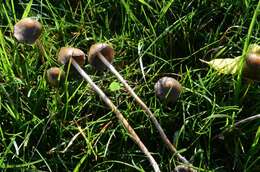 Plancia ëd Psilocybe