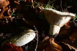 Image of Russula delica Fr. 1838