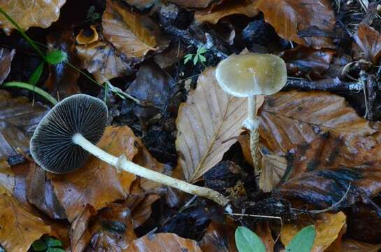 Image of Leratiomyces