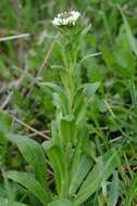 Image of Rock Cress