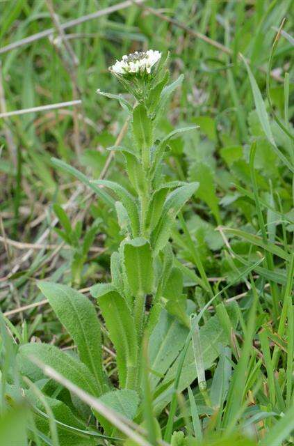 Image of Rock Cress