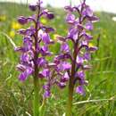 Image of Green-winged Orchid