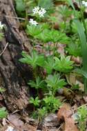 Image of bedstraw