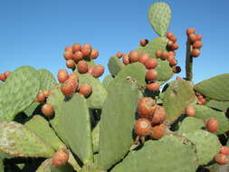 Image of Common Pricklypear