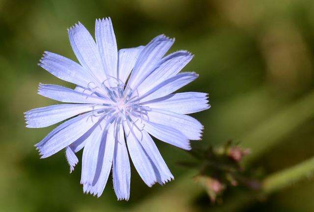 Image of chicory