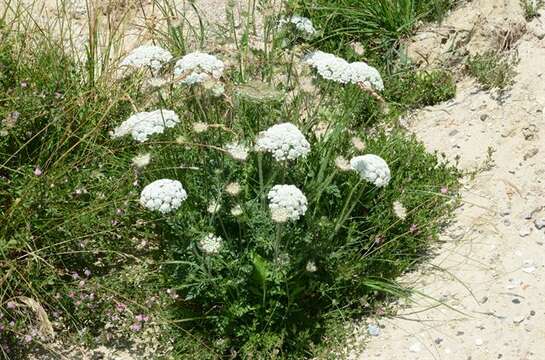 Image of wild carrot