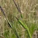 Image of Tufted Sedge