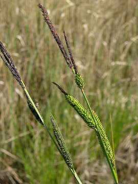 Image of Tufted Sedge