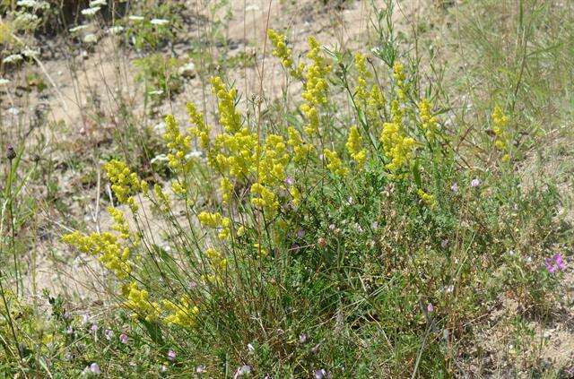 Image of bedstraw