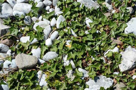 Image of ivy