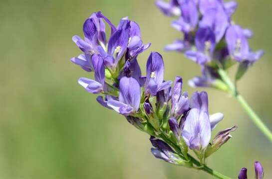 Image of Medick