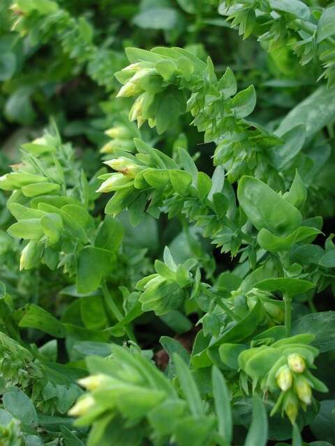 Image of honeywort