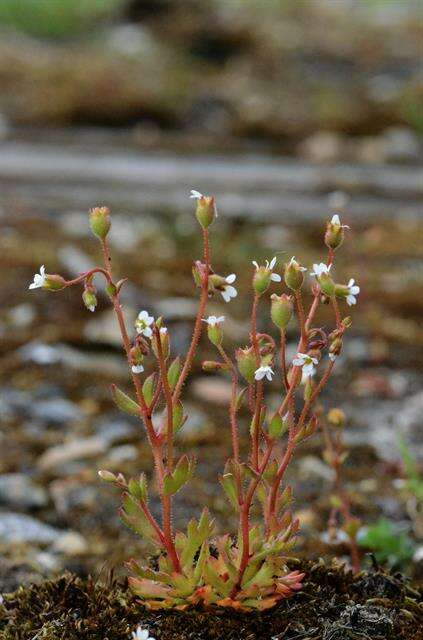 Imagem de Saxifraga