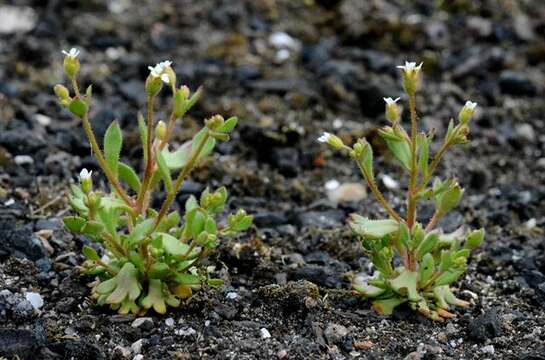 Imagem de Saxifraga