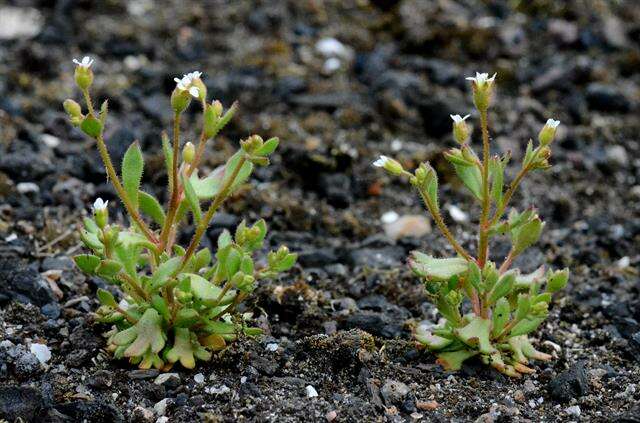 Imagem de Saxifraga