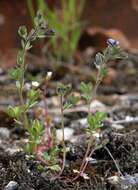 Image of finger speedwell