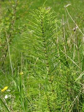 Image of <i>Equisetum telmateia</i>