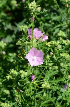Image of mallow
