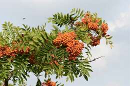 Image of rowan,  moutain ash