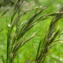 Image of downy oat-grass