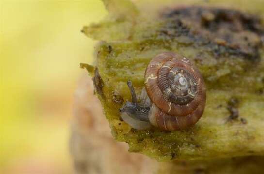 Image of disc snails