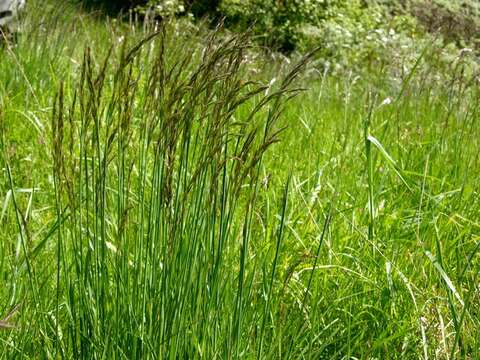 Image of oatgrass