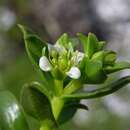 Image of sea sandwort