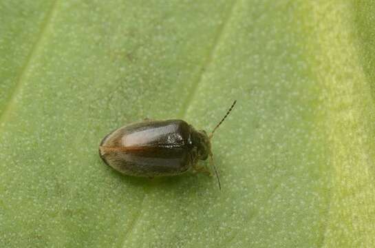 Image of marsh beetles