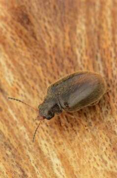 Image of marsh beetles