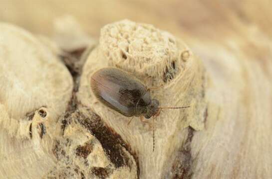 Image of marsh beetles