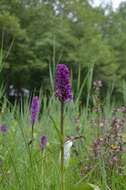 Image of Dactylorhiza majalis subsp. majalis