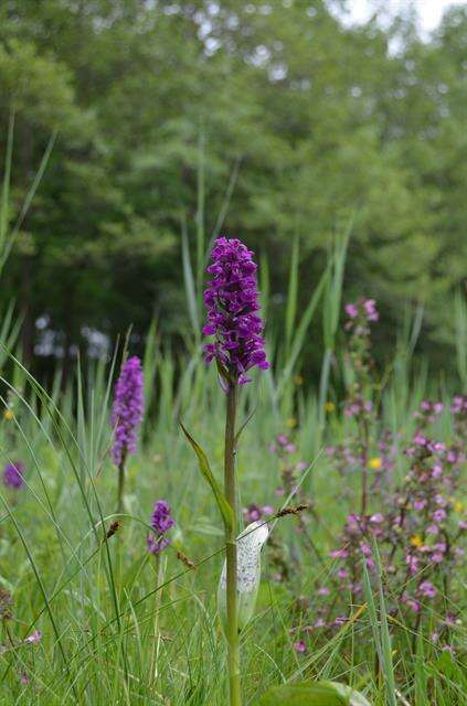 Image of Dactylorhiza majalis subsp. majalis