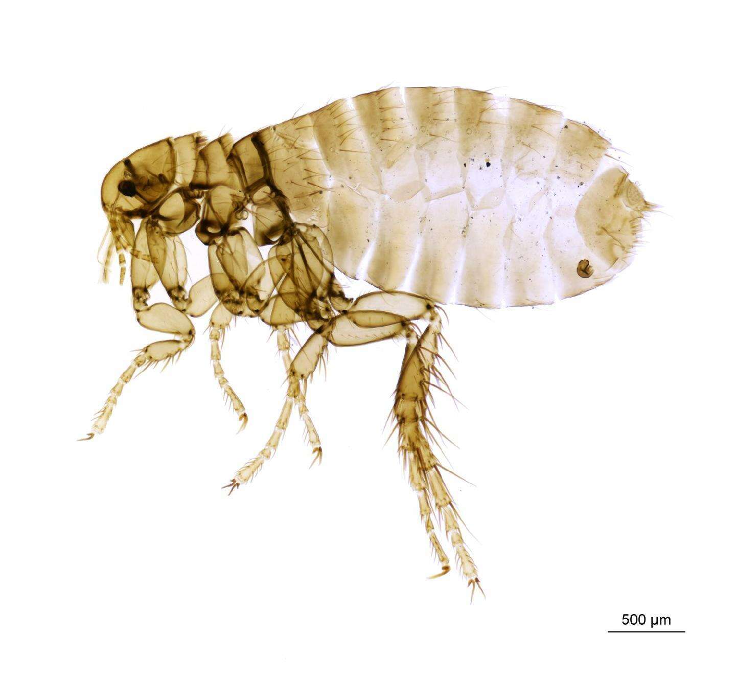 Archaeopsylla erinacei (Bouche 1835) resmi