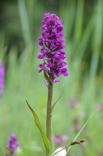 Image of Dactylorhiza majalis subsp. majalis