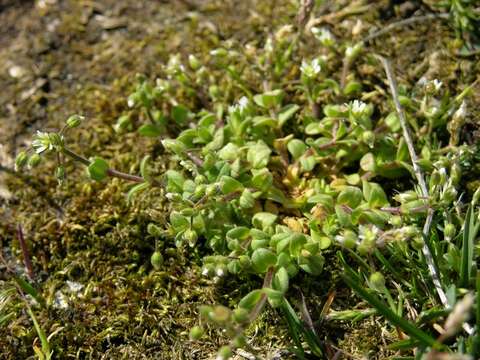 Слика од Cerastium semidecandrum L.